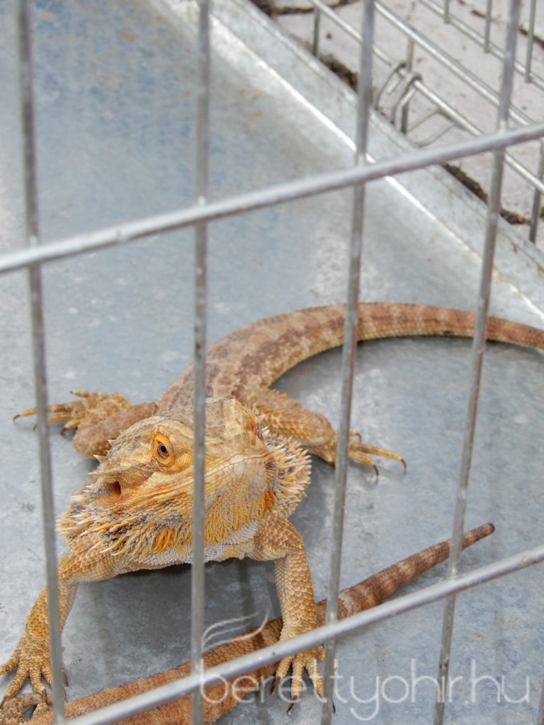 10 éves a Pethouse állatorvosi rendelő 13